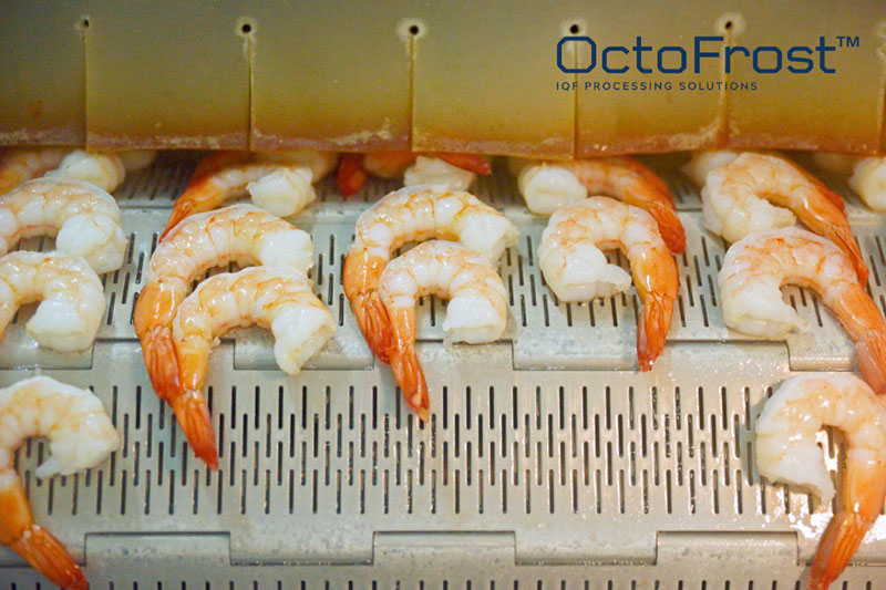 WHY THE OCTOFROST IF COOKER WILL BE THE SUCCESS OF YOUR SHRIMP BUSINESS