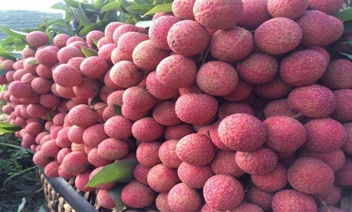 VIETNAM LYCHEE IS OFFICIALLY EXPORTED TO JAPAN