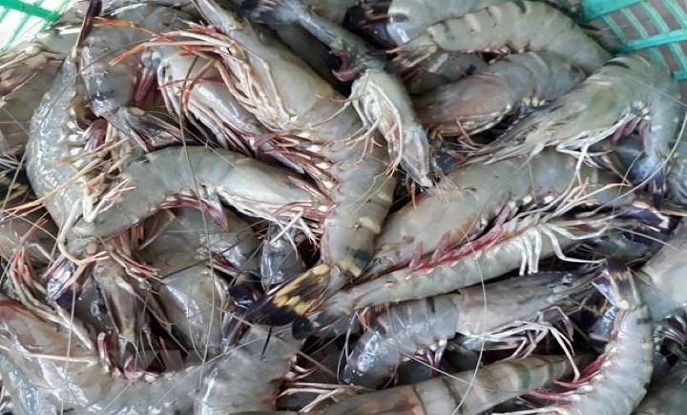 SHRIMP EXPORTS TO CHINA INCREASED THE MOST IN THE PAST 5 YEARS